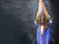 797px-Cassowary_head_frontal.jpg, 69 KB