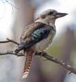 Kookaburra_portrait.jpg, 266 KB