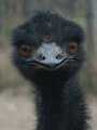 emu_000446.jpg, 121 KB