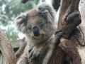 koala_photo_PC280058.JPG, 167 KB