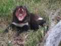 tasmanian_devil_image_008853.JPG, 242 KB