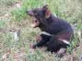 tasmanian_devil_picture_000011.JPG, 253 KB