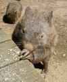 wombat_photo_PC000457.JPG, 255 KB